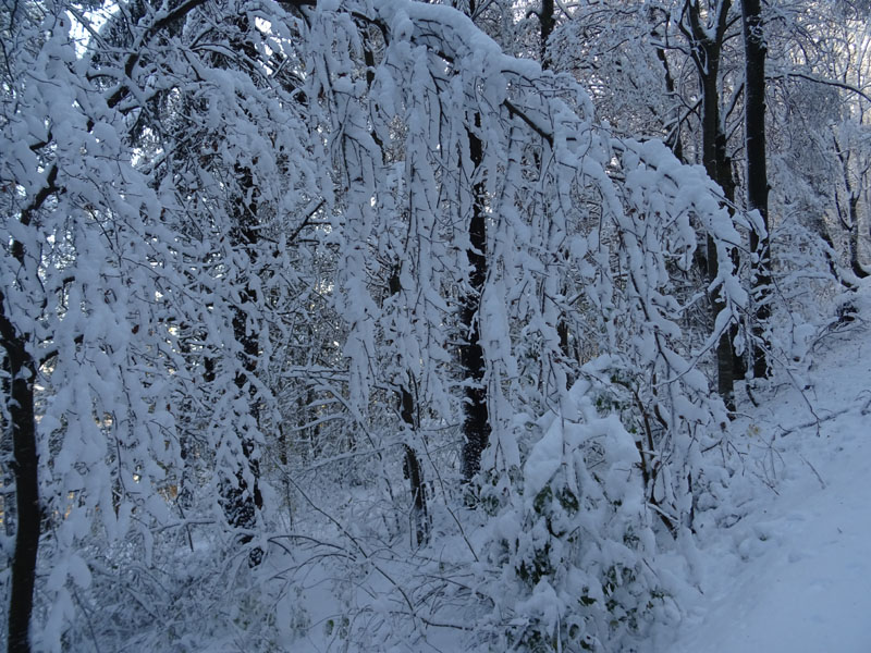 prime escursioni sulla neve....autunno  2019